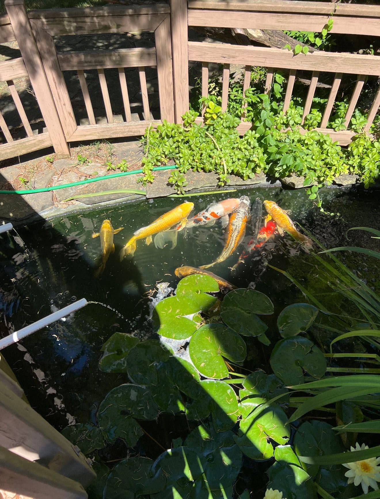 Moving Koi from McLean to a Bigger Pond in Great Falls image