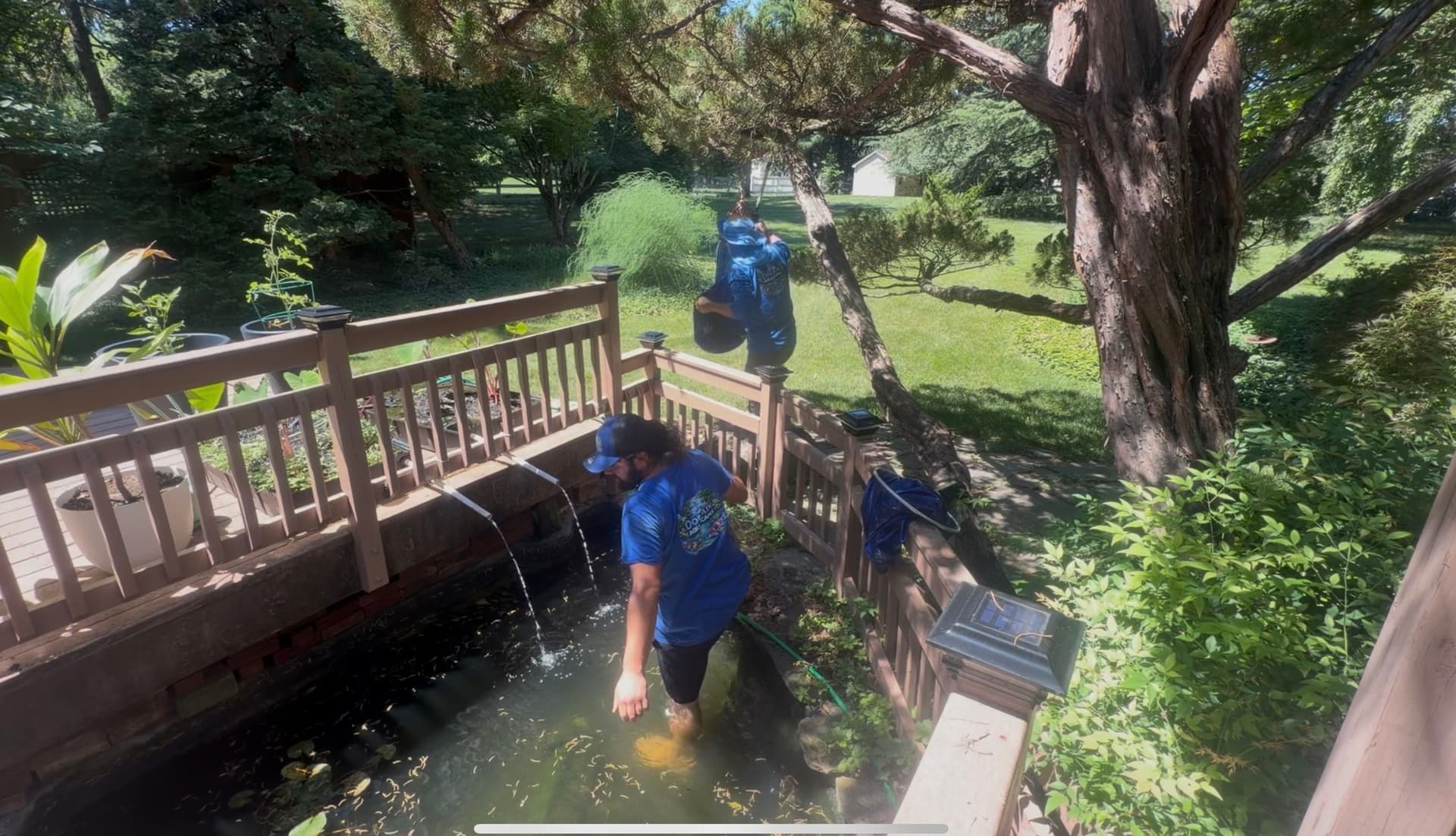 Gallery photos for Moving Koi from McLean to a Bigger Pond in Great Falls: Image #1
