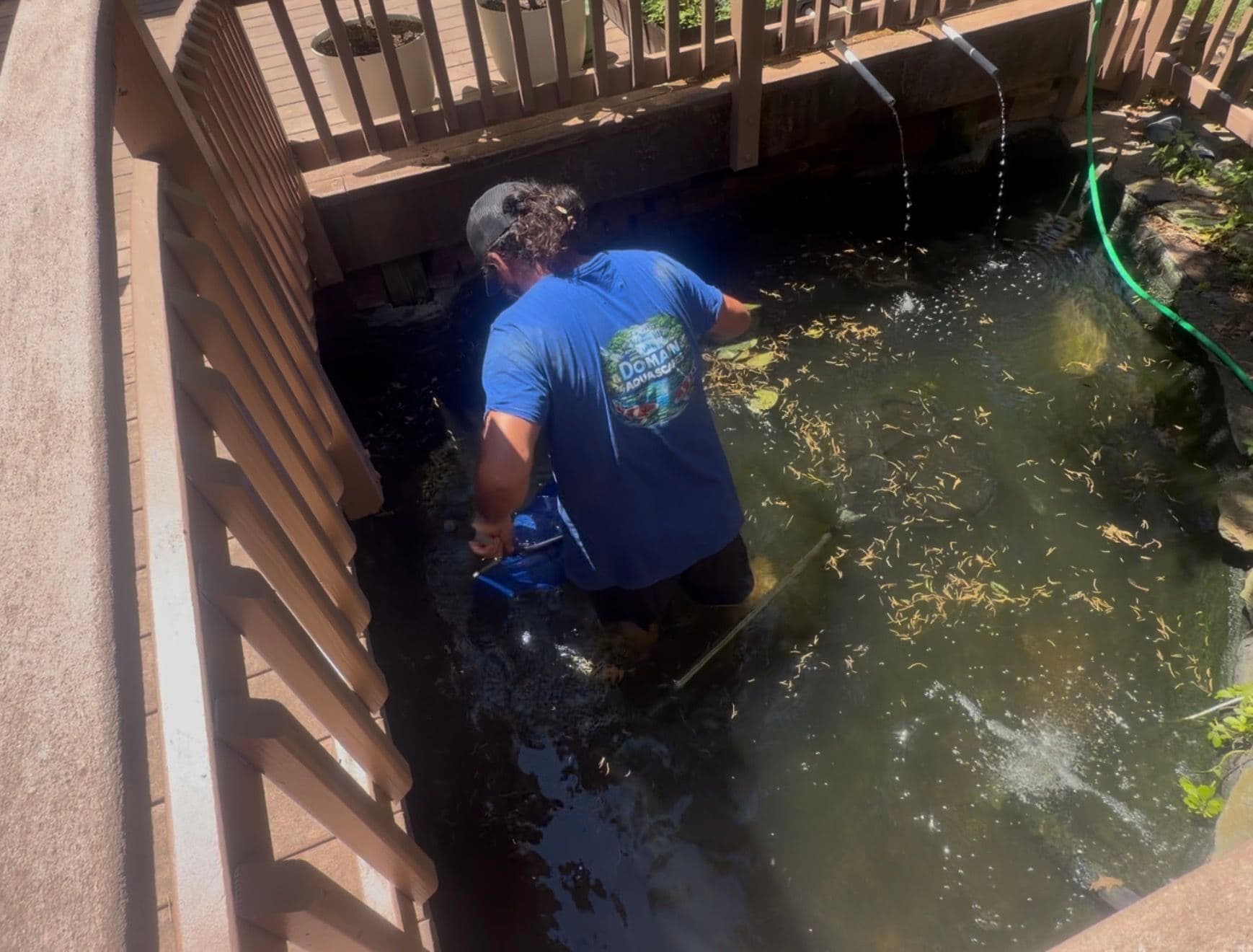 Gallery photos for Moving Koi from McLean to a Bigger Pond in Great Falls: Image #2