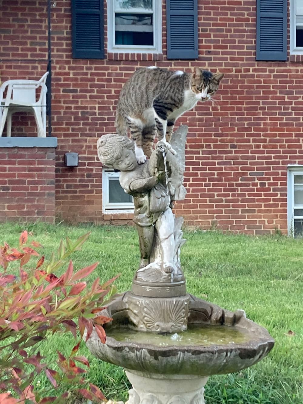 Tabby cat perched on top of a vintage fountain with a cherub statue in a garden setting.
