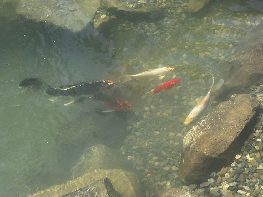Koi fish swimming in clear water among rocks and pebbles. Beautiful pond scene.