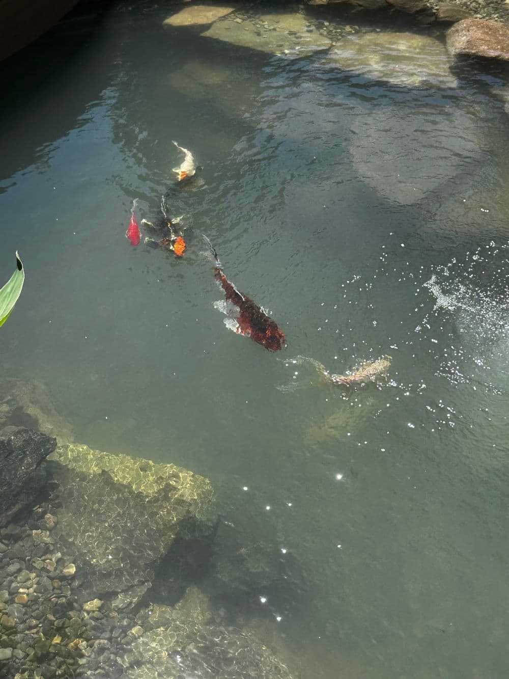 Colorful koi fish swimming in a tranquil pond surrounded by rocks and greenery.