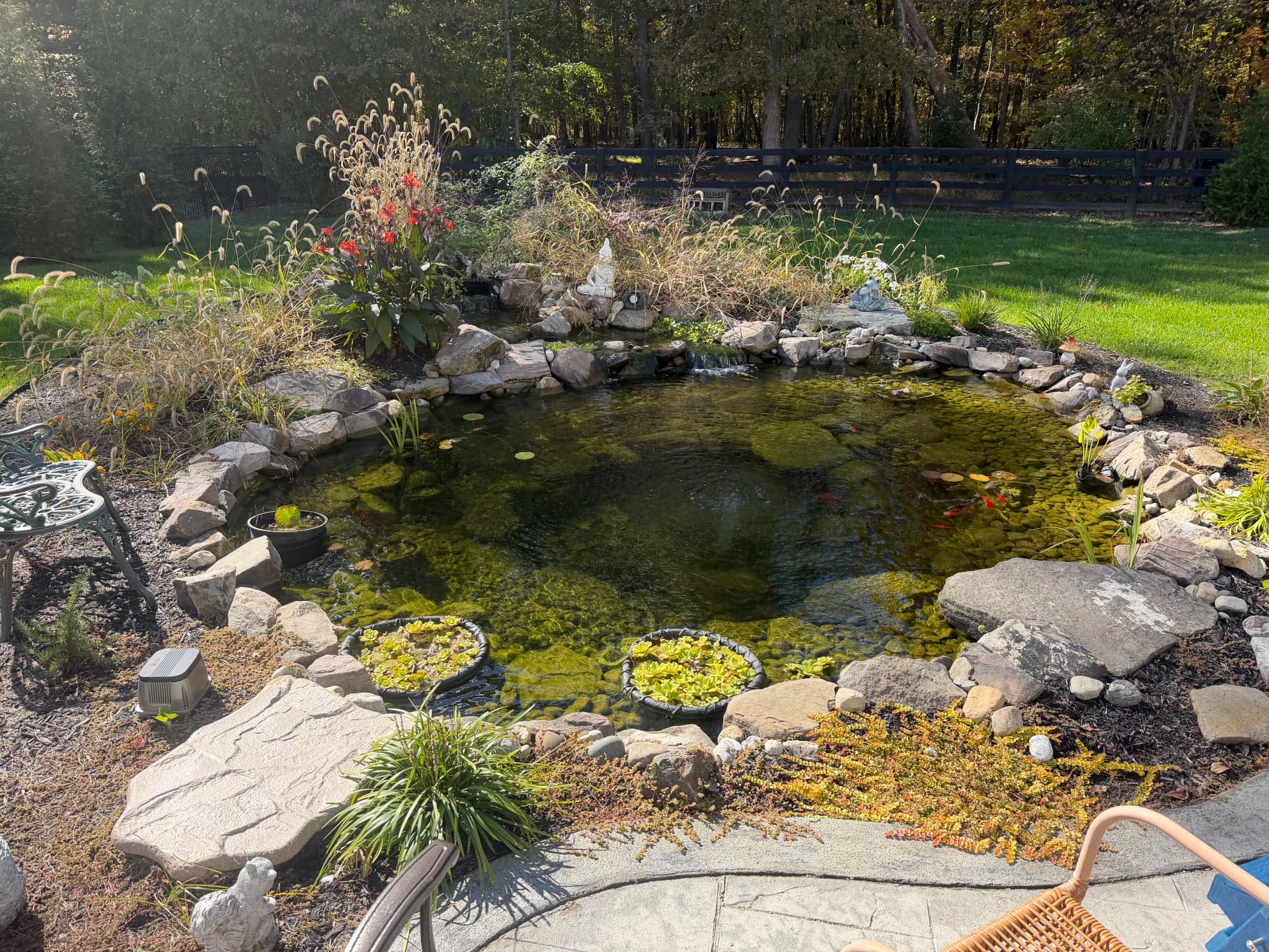 This Herndon Koi Pond Is Already Feeling Like Home image